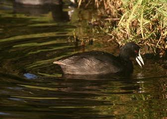 Coot